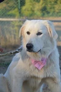 Peggy, senior Mixed Breed for adoption at Streunerhilfe Susi & Strolch e.V., Patersdorf