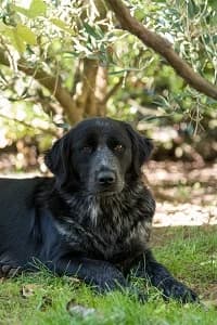Fortuna, senior Mixed Breed for adoption at Streunerhilfe Susi & Strolch e.V., Patersdorf