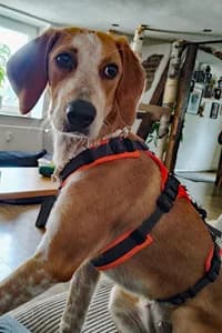 Coco, young Mixed Breed for adoption at Streunerhilfe Susi & Strolch e.V., Patersdorf