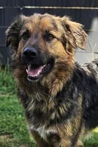 Zeus, 4yo Mixed Breed for adoption at Streunerhilfe Susi & Strolch e.V., Patersdorf