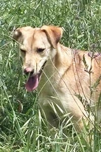Birillo, young Mixed Breed for adoption at Streunerhilfe Susi & Strolch e.V., Patersdorf