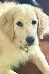 Corallo, young Mixed Breed for adoption at Streunerhilfe Susi & Strolch e.V., Patersdorf