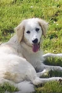 Corrado, young Mixed Breed for adoption at Streunerhilfe Susi & Strolch e.V., Patersdorf