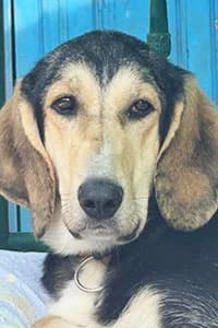 Filippo, young Mixed Breed for adoption at Streunerhilfe Susi & Strolch e.V., Patersdorf
