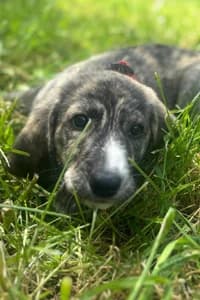 Mandy, young Mixed Breed for adoption at Streunerhilfe Susi & Strolch e.V., Patersdorf
