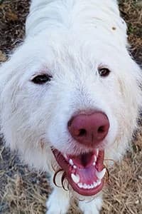 Neve, young Mixed Breed for adoption at Streunerhilfe Susi & Strolch e.V., Patersdorf