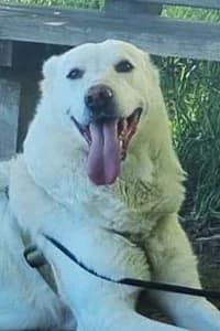 Peppa, 6yo Mixed Breed for adoption at Streunerhilfe Susi & Strolch e.V., Patersdorf