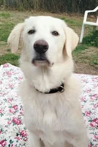 Wolka, young Mixed Breed for adoption at Streunerhilfe Susi & Strolch e.V., Patersdorf