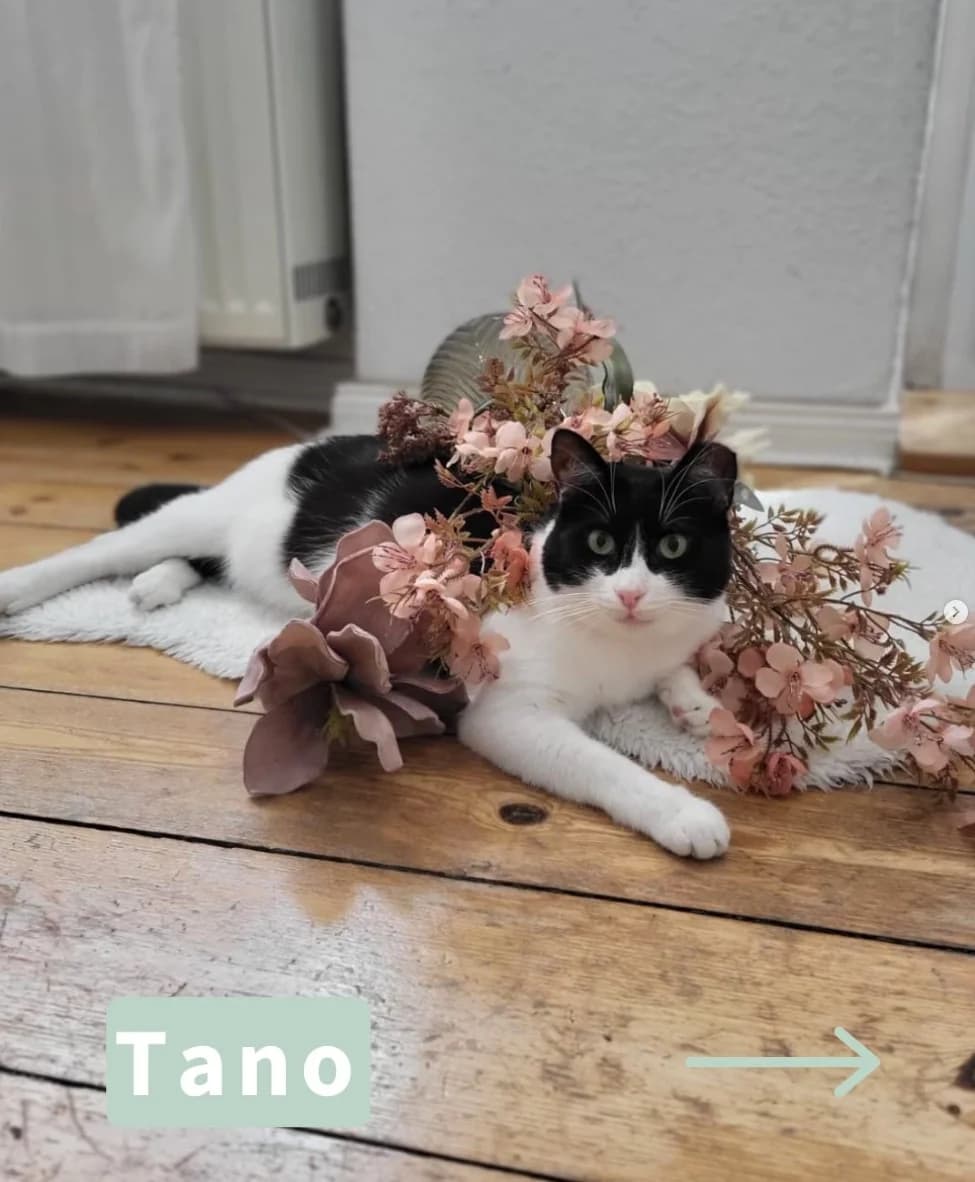 Tano, male Mixed Breed for adoption at Tatzencrew e.V., Neuhausen