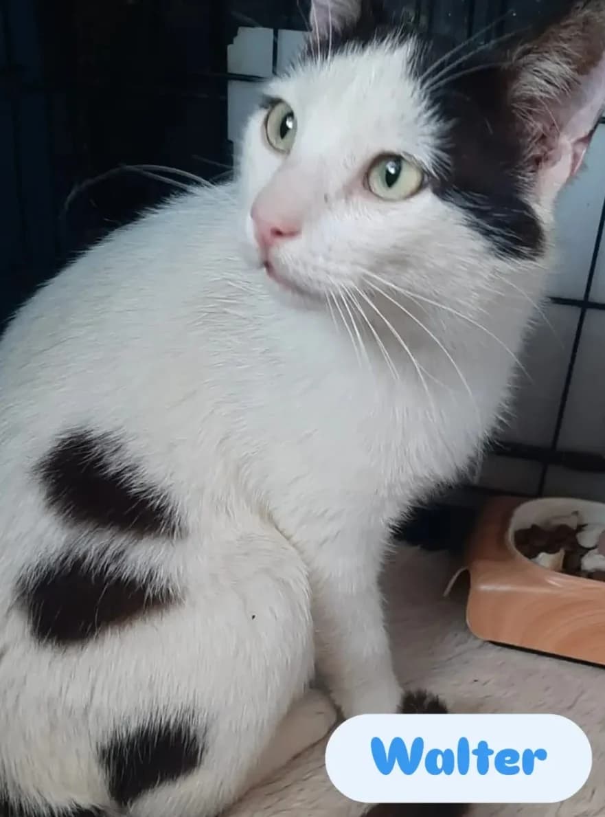 Walter, male 5yo Mixed Breed for adoption at Tatzencrew e.V., Neuhausen