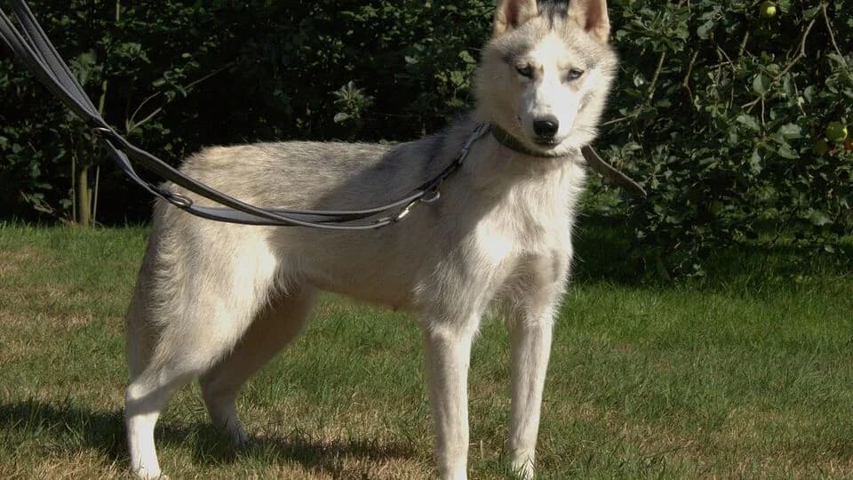 Aari, female young Husky for adoption at TERRA MATER e.V. Tierauffangstation Lustadt