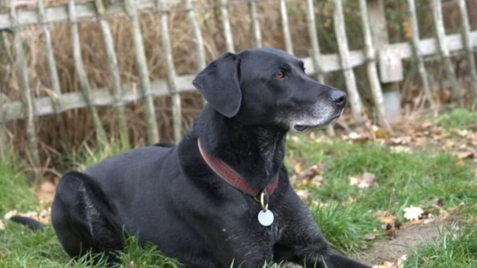 Akiro, male 5yo mixed breed for adoption at TERRA MATER e.V. Tierauffangstation Lustadt