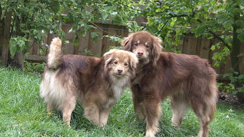 Aussie Mischlinge, young Mixed Breed for adoption at TERRA MATER e.V. Tierauffangstation Lustadt