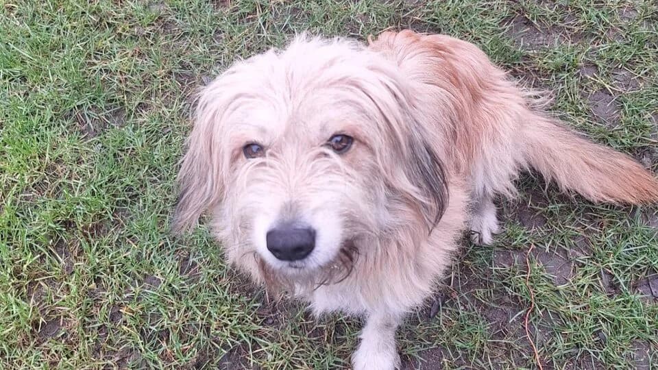 Balou, 3yo Mixed Breed for adoption at TERRA MATER e.V. Tierauffangstation Lustadt