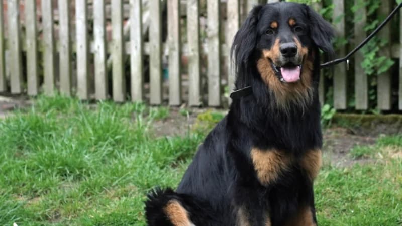 Carlo, male 5yo mixed breed for adoption at TERRA MATER e.V. Tierauffangstation Lustadt