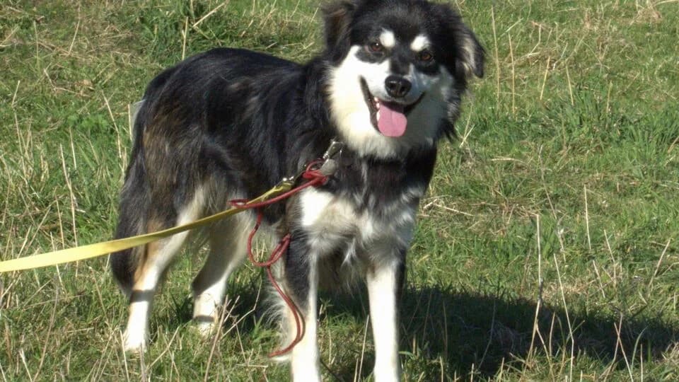 Ellesmere, young Mixed Breed for adoption at TERRA MATER e.V. Tierauffangstation Lustadt