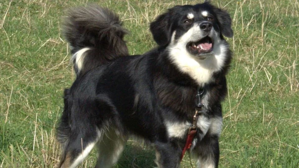 Melton, young Mixed Breed for adoption at TERRA MATER e.V. Tierauffangstation Lustadt