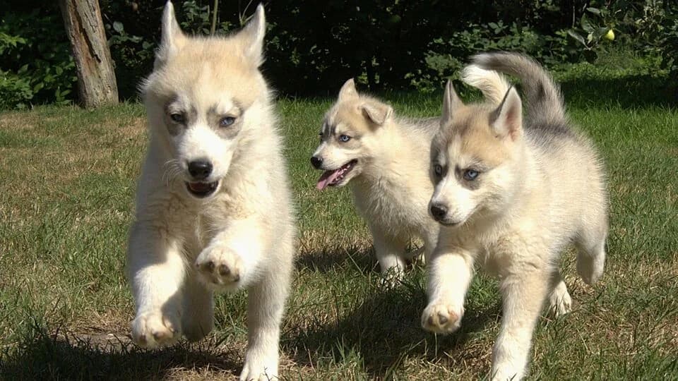Husky Welpen, male puppy mixed breed for adoption at TERRA MATER e.V. Tierauffangstation Lustadt