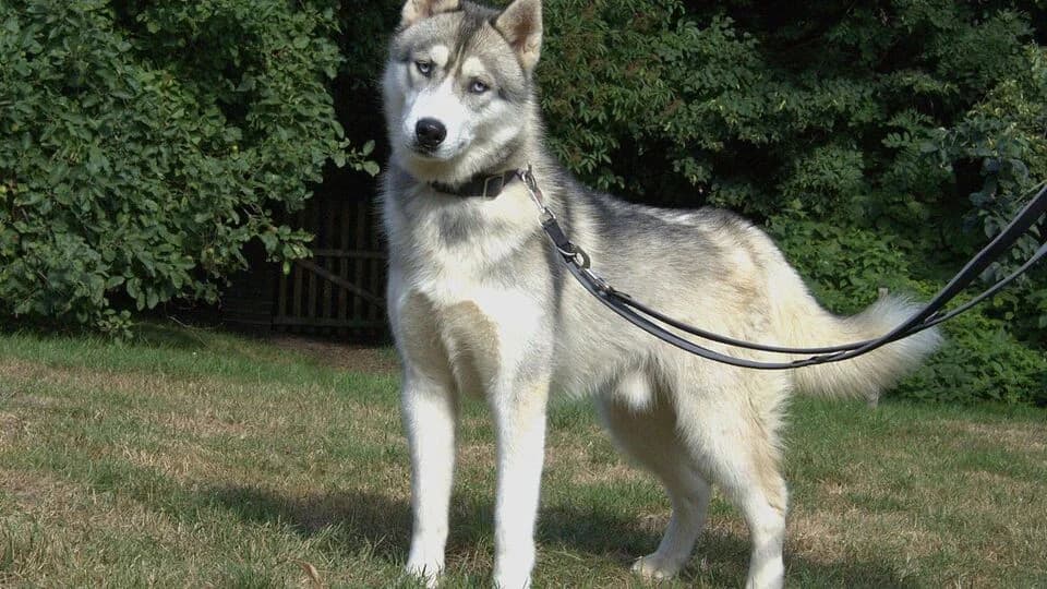 Koda, Angus und Andra, male young mixed breed for adoption at TERRA MATER e.V. Tierauffangstation Lustadt