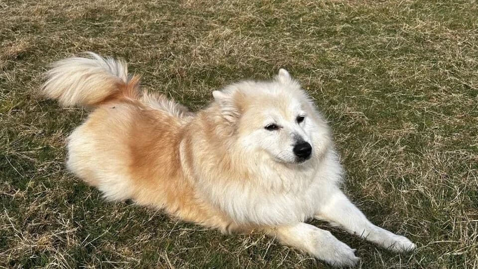 Leo, mixed breed for adoption at TERRA MATER e.V. Tierauffangstation Lustadt