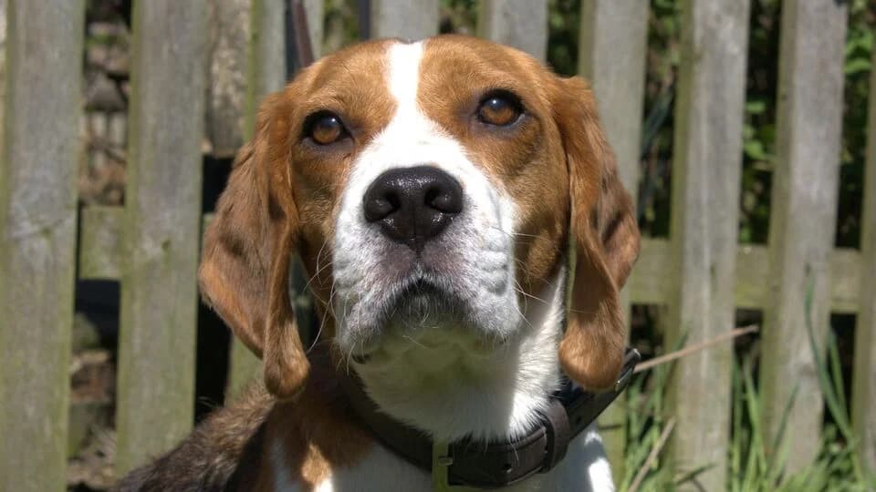 Milow, male 5yo Beagle for adoption at TERRA MATER e.V. Tierauffangstation Lustadt