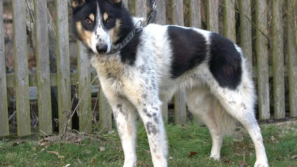 Orio, male senior Husky for adoption at TERRA MATER e.V. Tierauffangstation Lustadt
