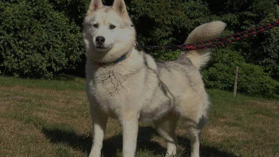 Saika, female 5yo Husky for adoption at TERRA MATER e.V. Tierauffangstation Lustadt