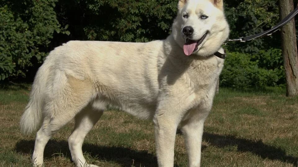 Sankha, male 5yo Husky for adoption at TERRA MATER e.V. Tierauffangstation Lustadt