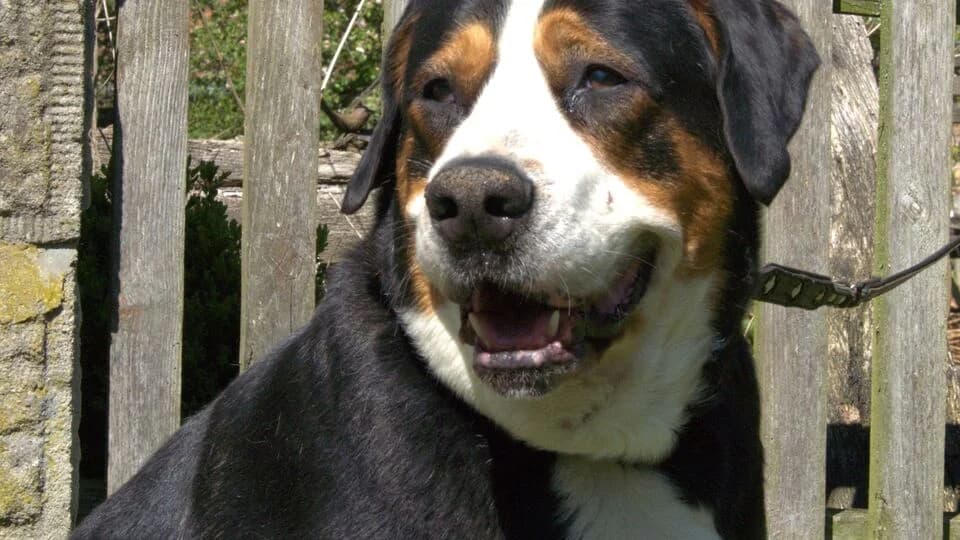 Silly, female senior mixed breed for adoption at TERRA MATER e.V. Tierauffangstation Lustadt