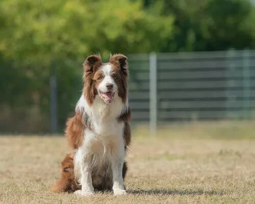 Was kostet ein Tier aus dem Tierheim?, male young Mixed Breed for adoption at TERRA MATER e.V. Tierauffangstation Lustadt
