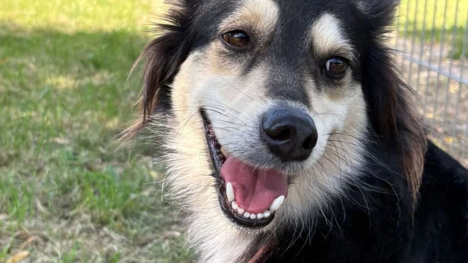 Mia, female 5yo Mixed Breed for adoption at TERRA MATER Tierauffangstation Lustadt