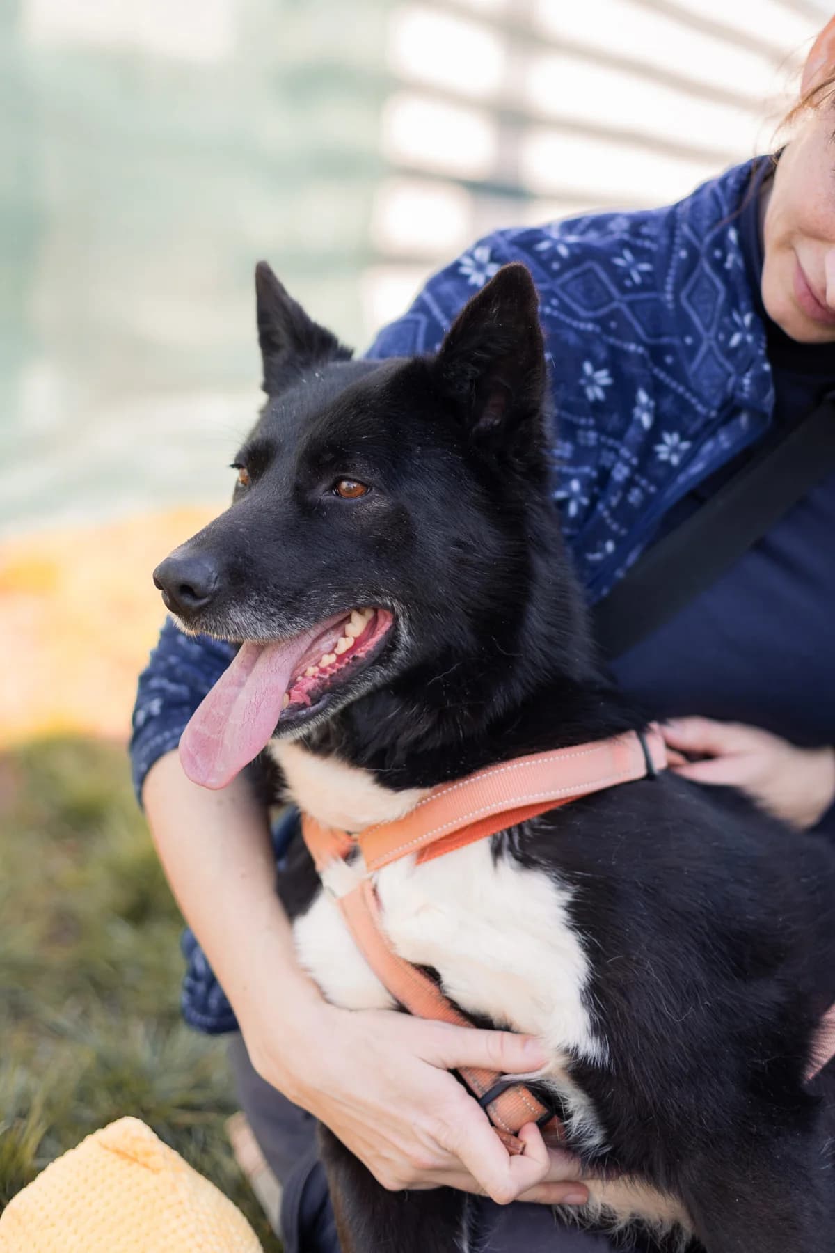 Lili, female 6yo Mixed Breed for adoption at Thats Pets Rescue e.V.