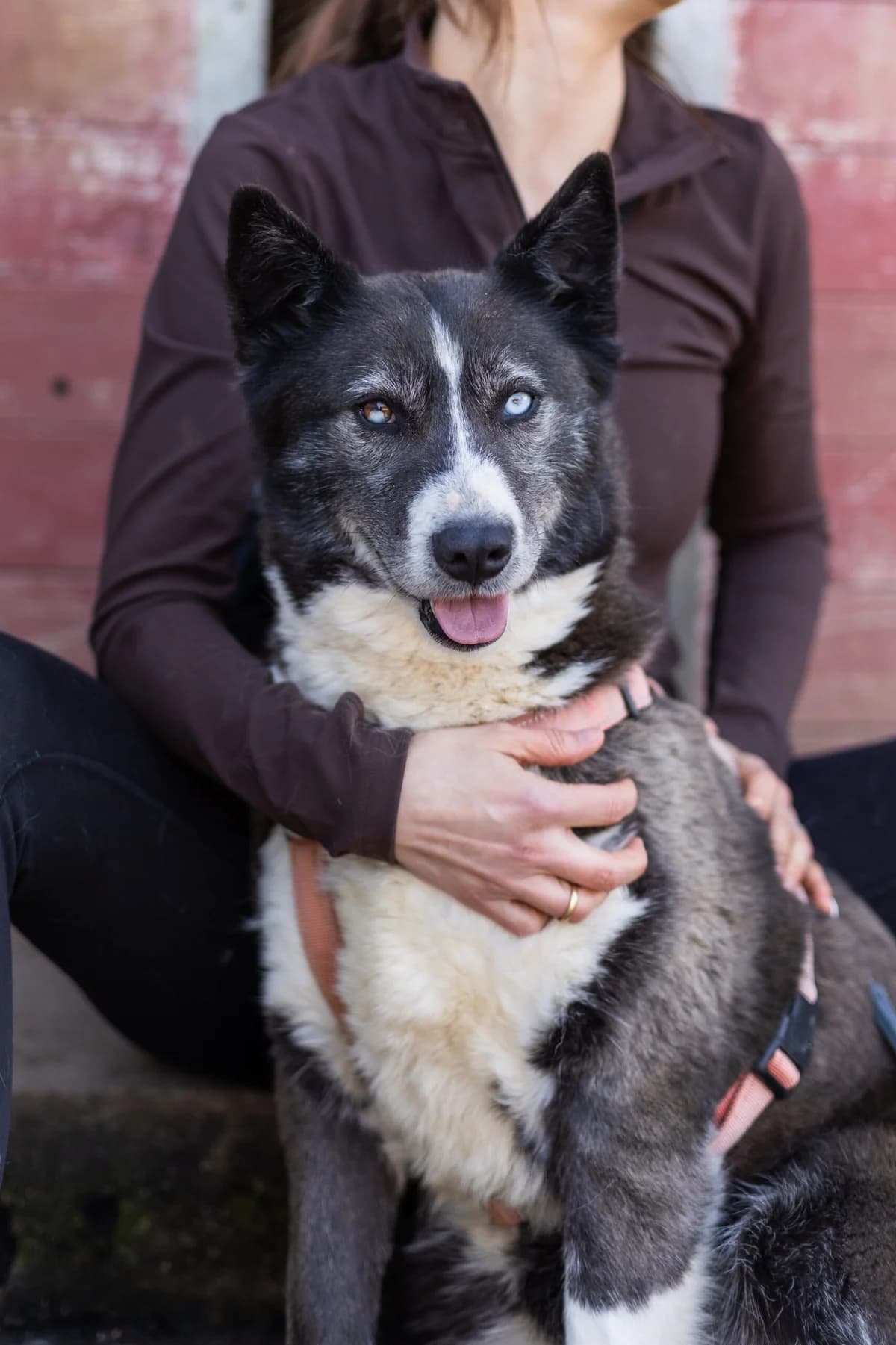 Linda, female 6yo Mixed Breed for adoption at Thats Pets Rescue e.V.