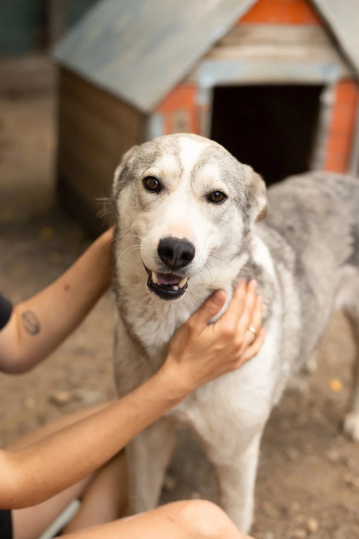 Leica, female 6yo Mixed Breed for adoption at Thats Pets Rescue e.V.