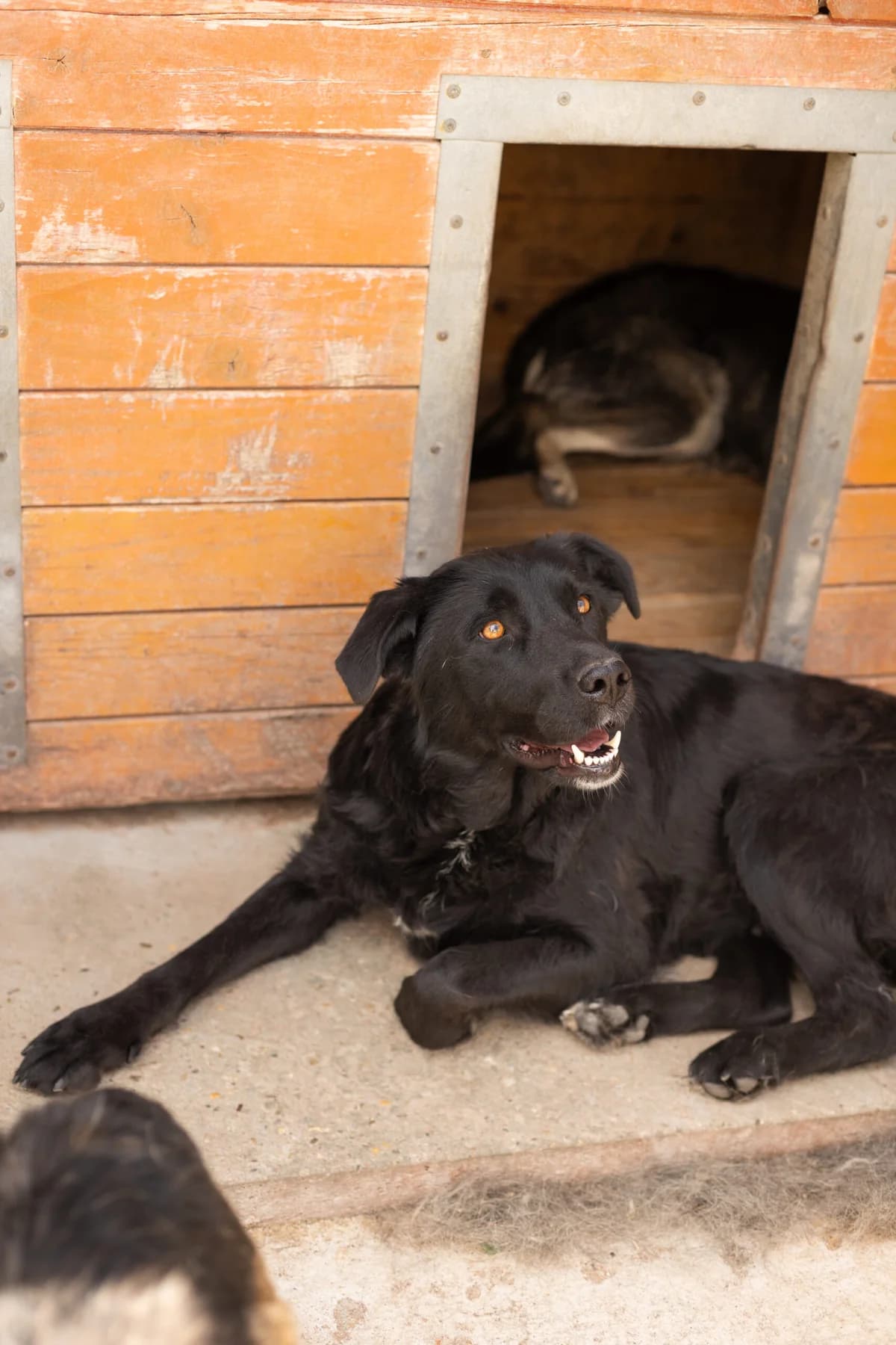 Sara, female 6yo Mixed Breed for adoption at Thats Pets Rescue e.V.