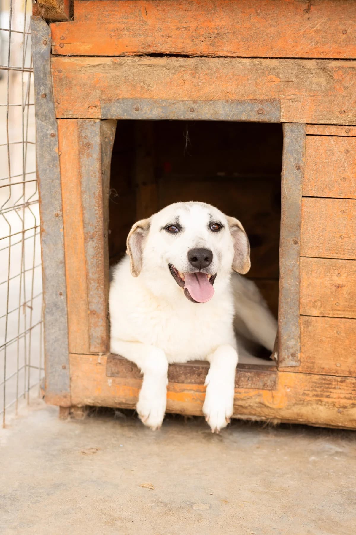 Romina, female 6yo Mixed Breed for adoption at Thats Pets Rescue e.V.