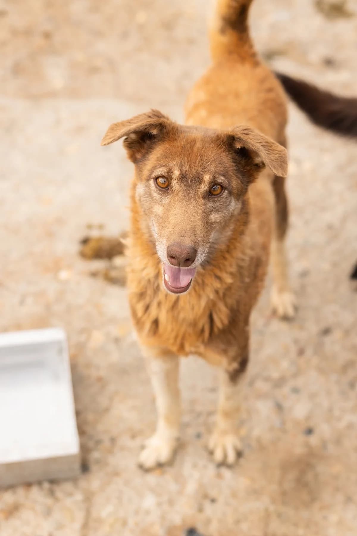 Calvin, male 6yo Mixed Breed for adoption at Thats Pets Rescue e.V.