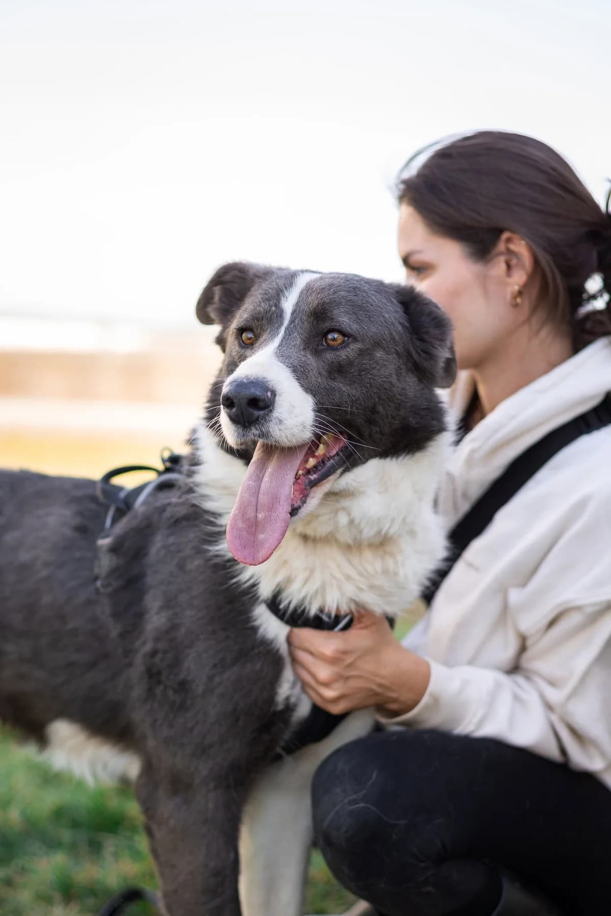 Blue, male 6yo Mixed Breed for adoption at Thats Pets Rescue e.V.