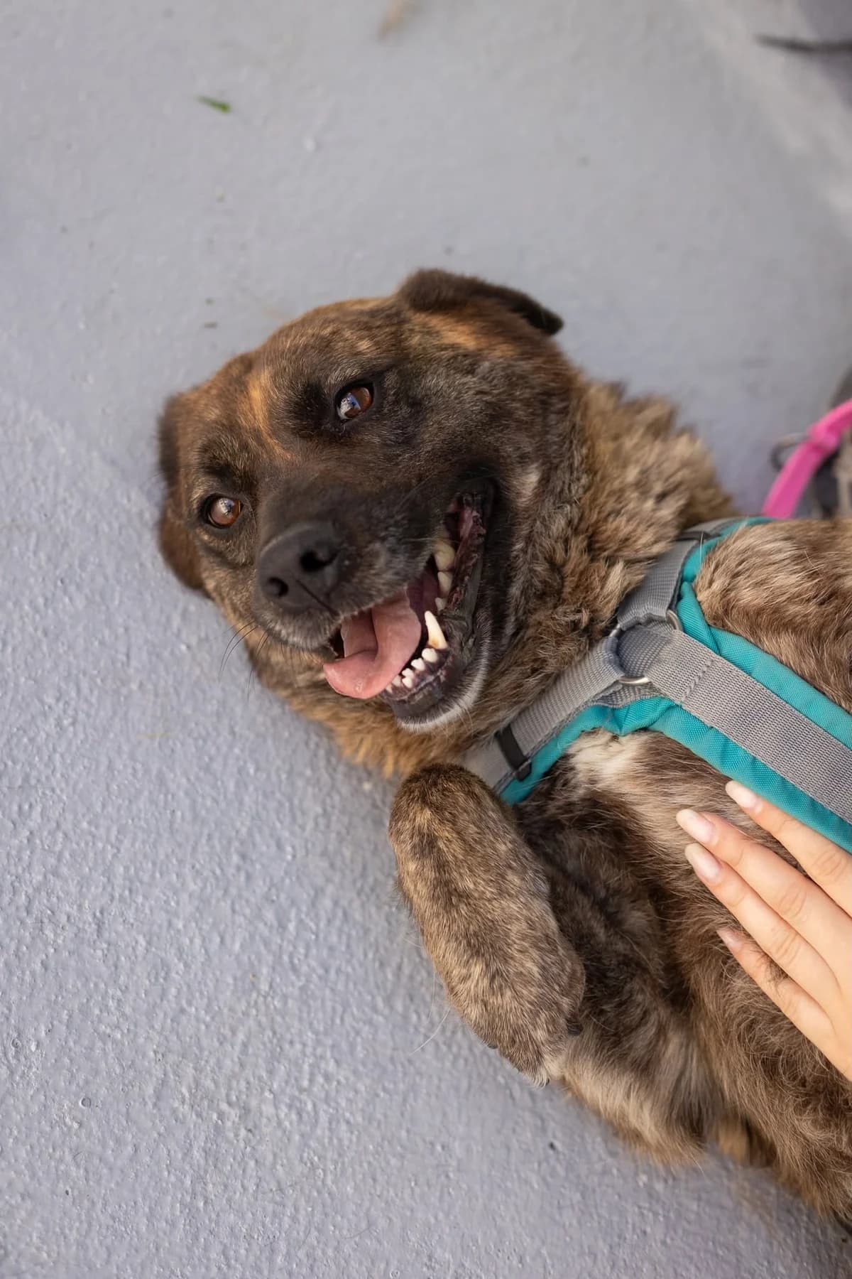 Kira, female 6yo Mixed Breed for adoption at Thats Pets Rescue e.V.