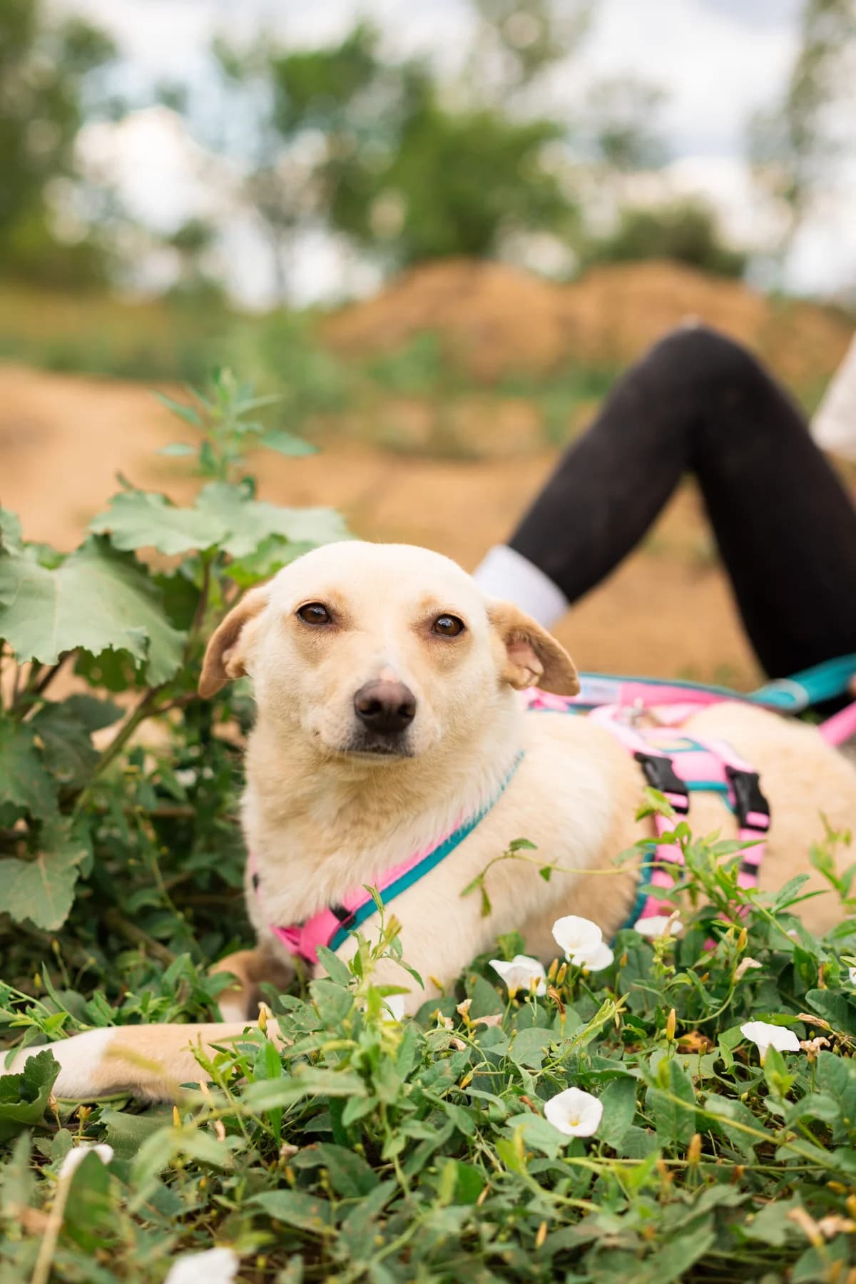 Janice, female young Mixed Breed for adoption at Thats Pets Rescue e.V.