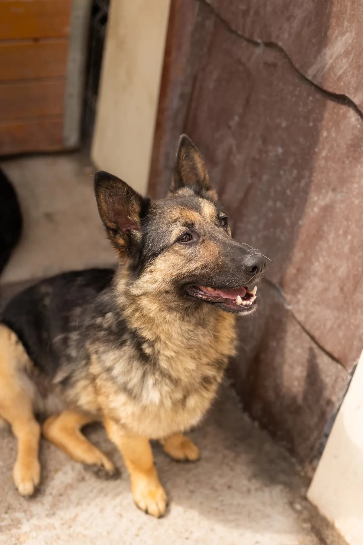 Linda, female 6yo Mixed Breed for adoption at Thats Pets Rescue e.V.