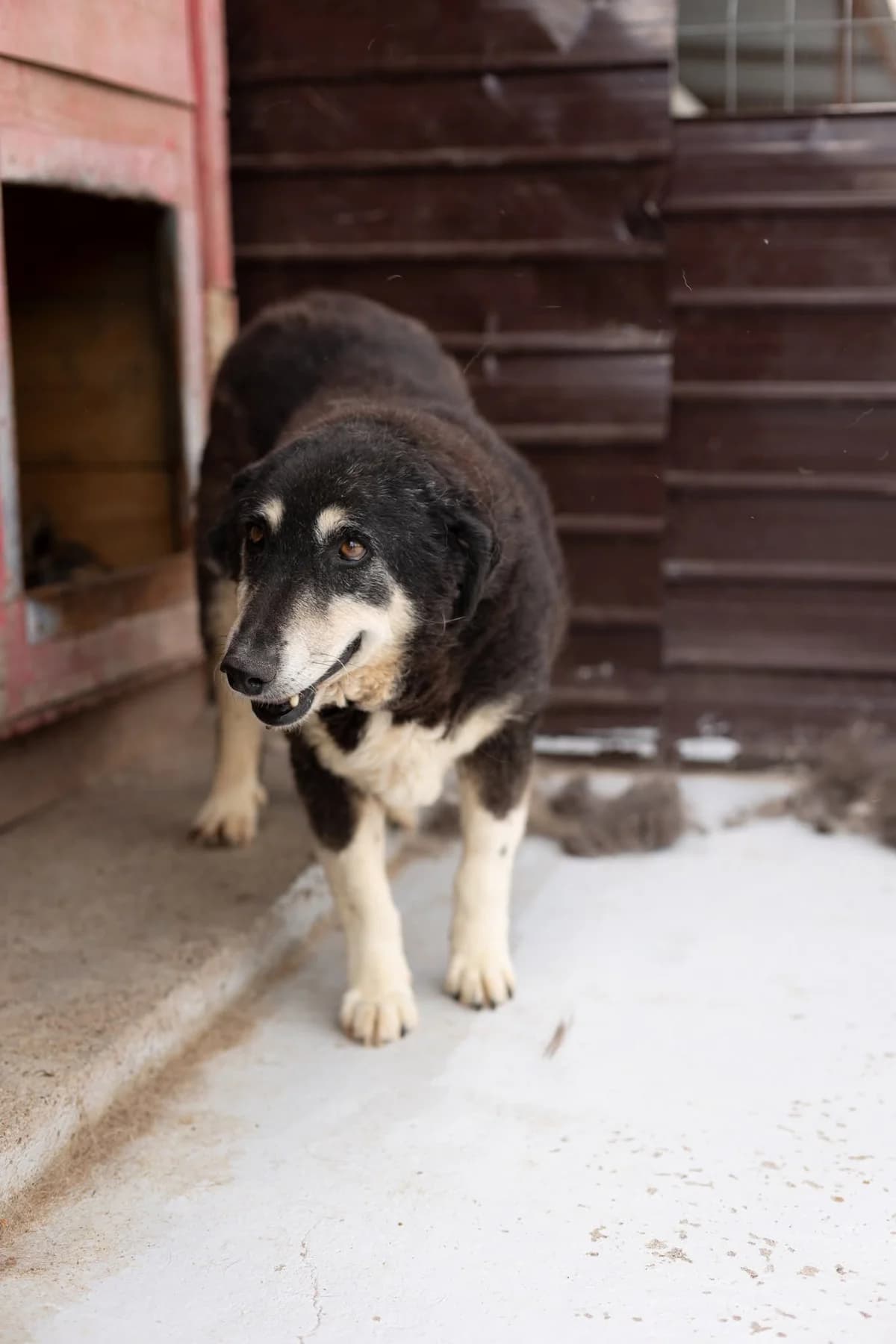Fini, female Mixed Breed for adoption at Thats Pets Rescue e.V.