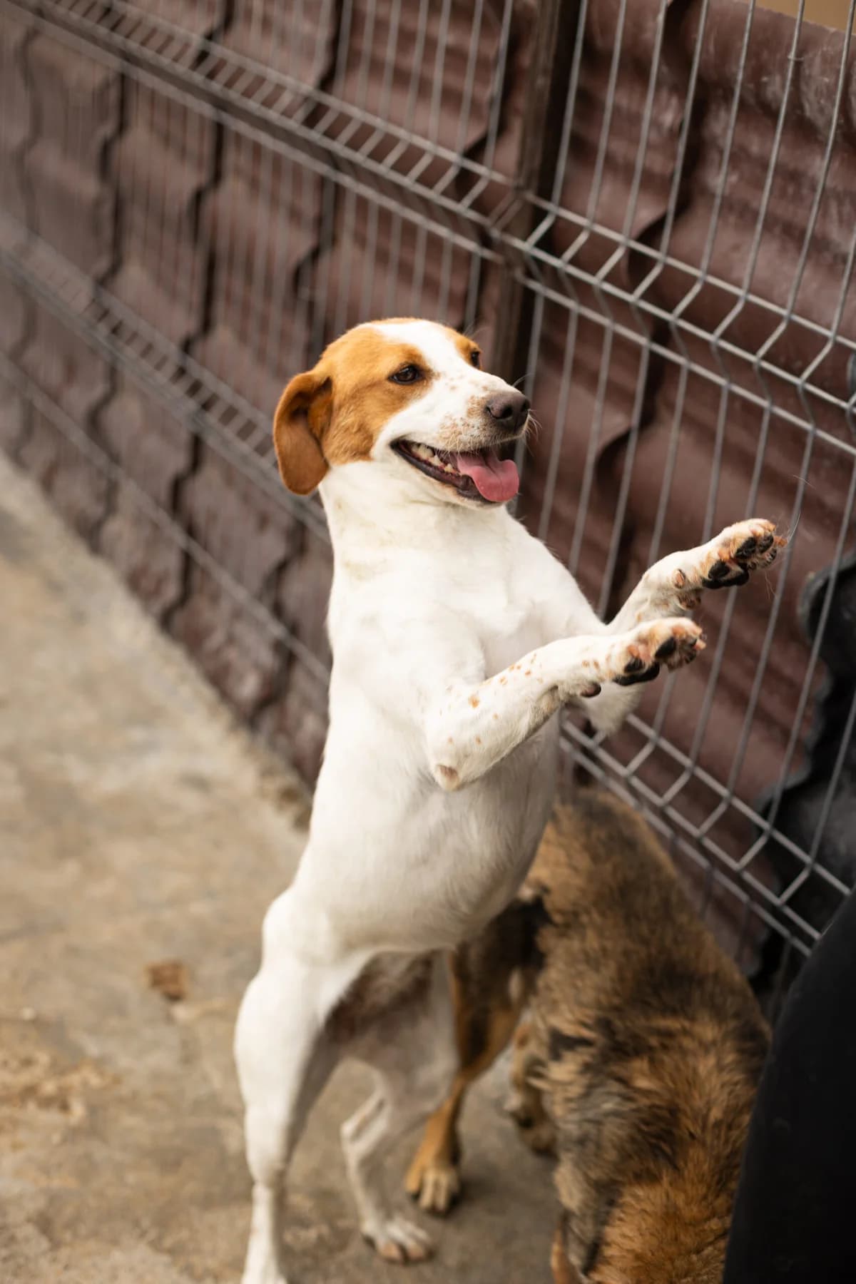 Rina, female 6yo Mixed Breed for adoption at Thats Pets Rescue e.V.