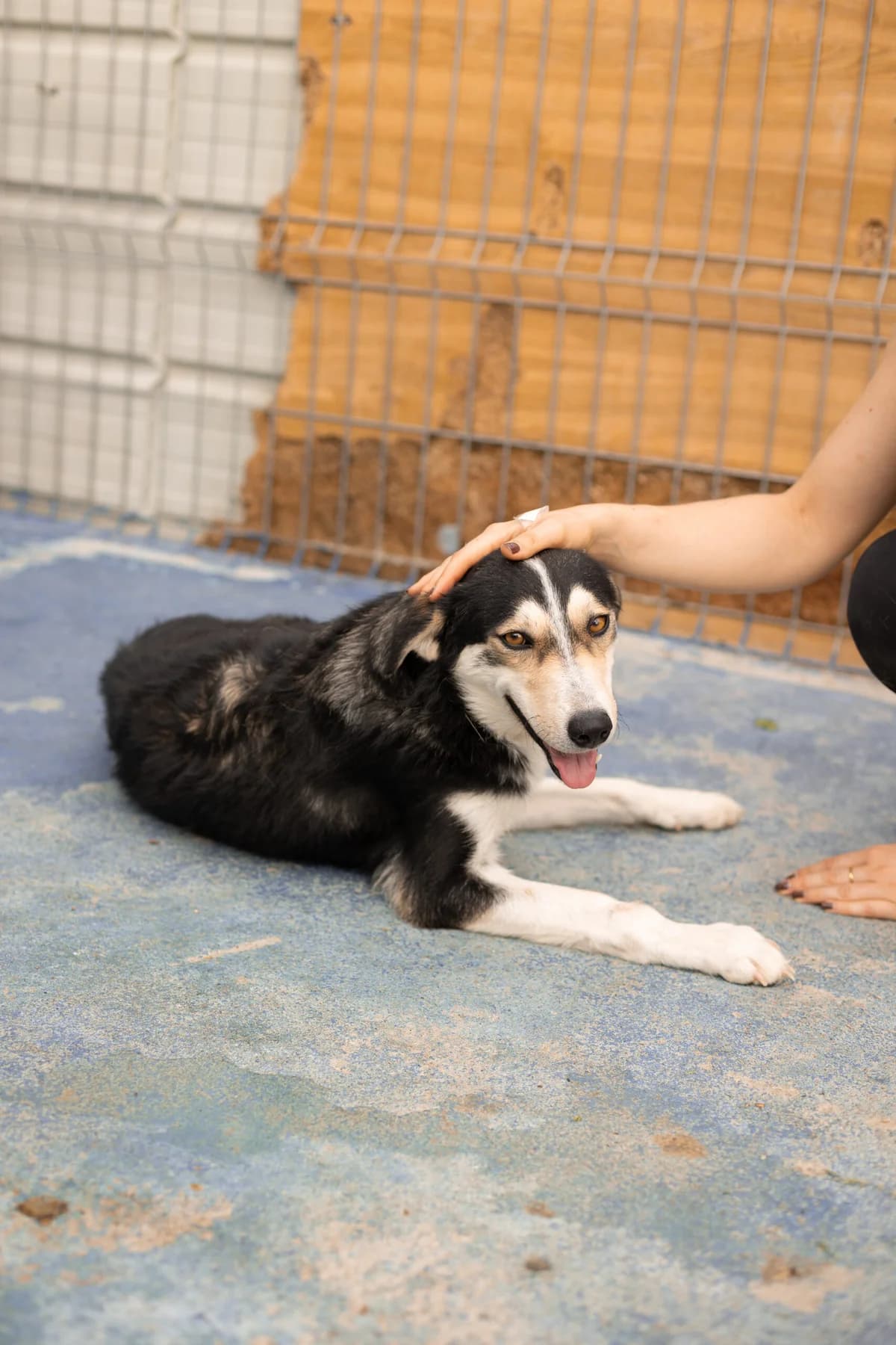 Meda, female 6yo Mixed Breed for adoption at Thats Pets Rescue e.V.
