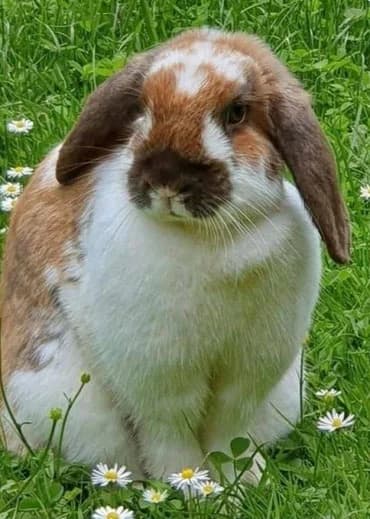 Püppi, female mixed breed for adoption at Tierhilfe Leichlingen e.V.