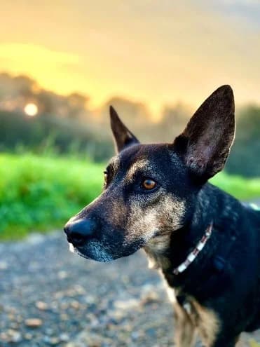Rocky Fundort, male mixed breed for adoption at Tierhilfe Leichlingen e.V.