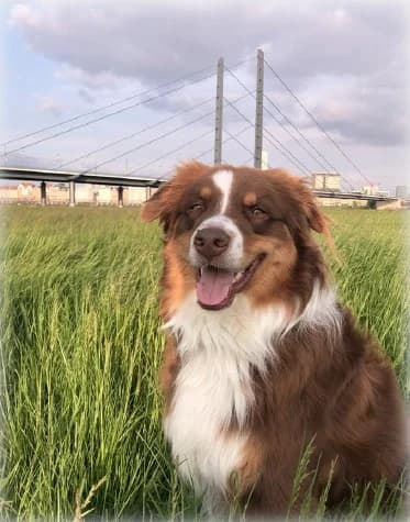 Balou, male senior mixed breed for adoption at Tierhilfe Leichlingen e.V.