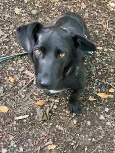 Valino, 4yo mixed breed for adoption at Tierhilfe Leichlingen e.V.