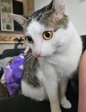 Minni, female 5yo mixed breed for adoption at Tierhilfe Leichlingen e.V.