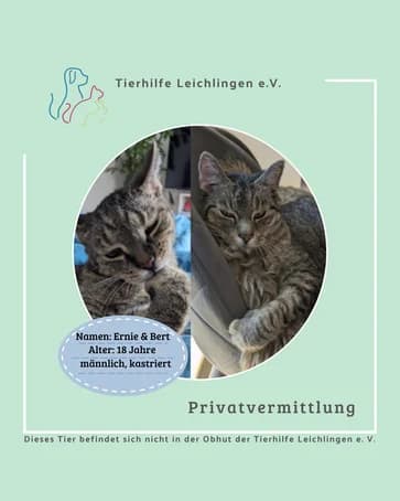 Ernie &, male senior mixed breed for adoption at Tierhilfe Leichlingen e.V.